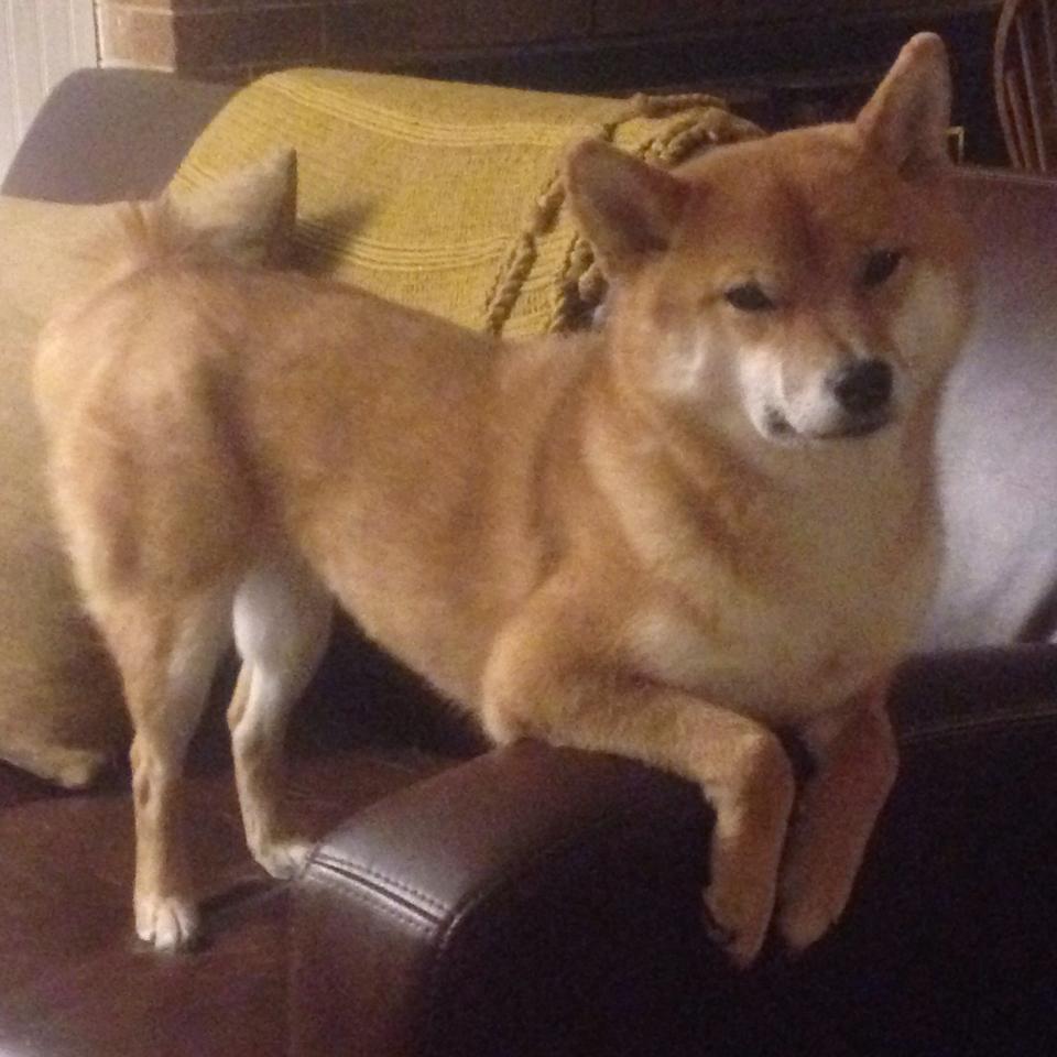 绿茵场上的区域联防，当意甲焦点战遇见北京队的篮球智慧