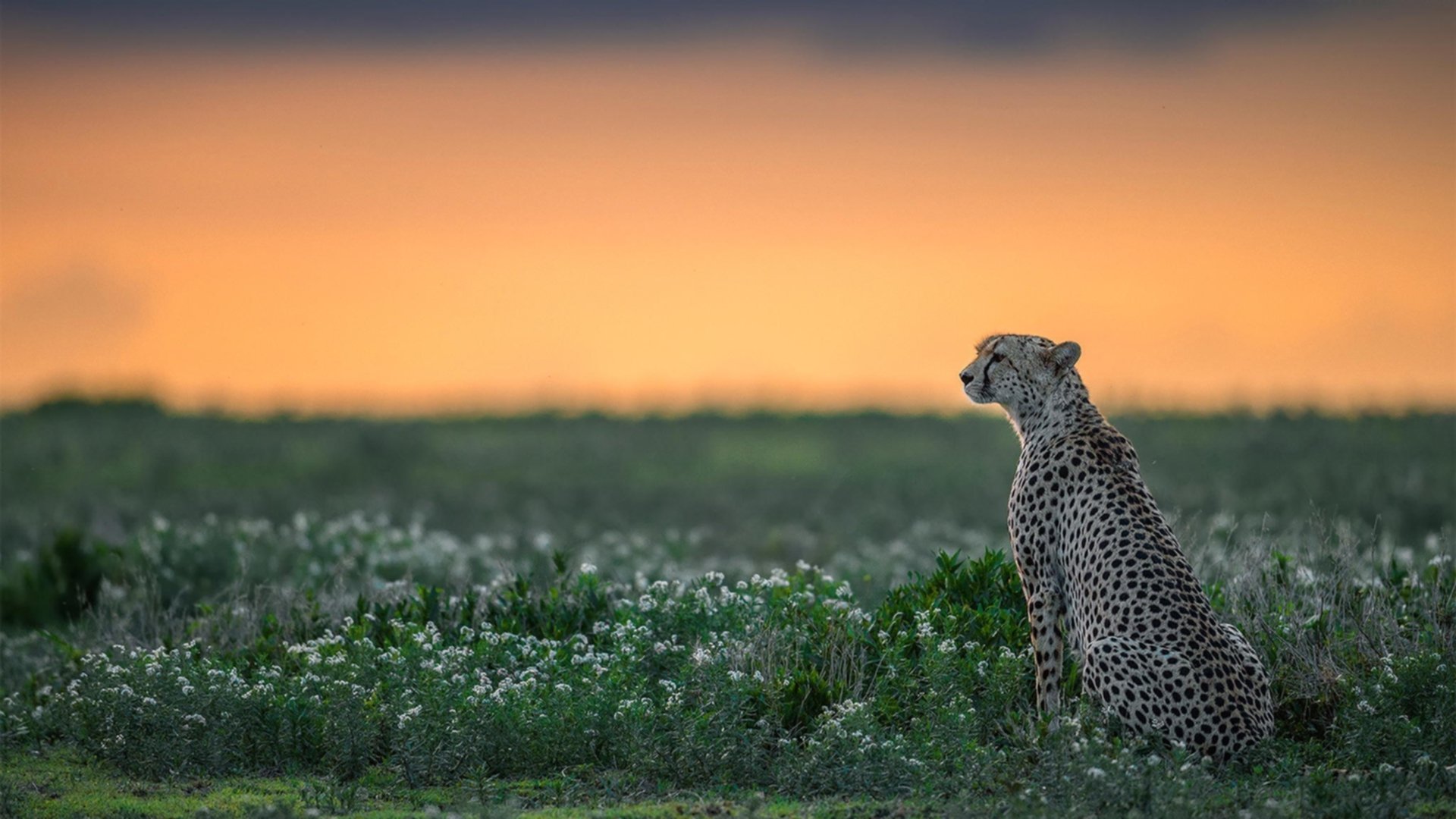 开云体育-1.加勒比风暴颠覆北欧神话，C罗天神下凡助牙买加历史性一胜