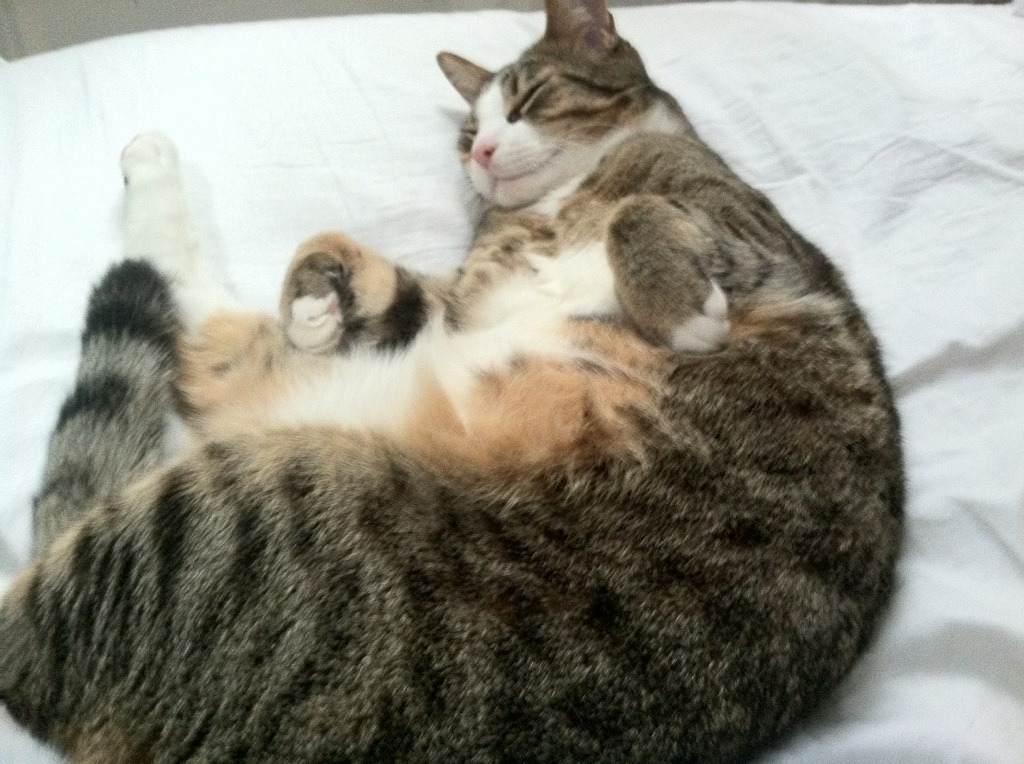 开云体育在线-桑巴风暴席卷金字塔，罗德里戈数据爆炸引领巴西对埃及的全面压制