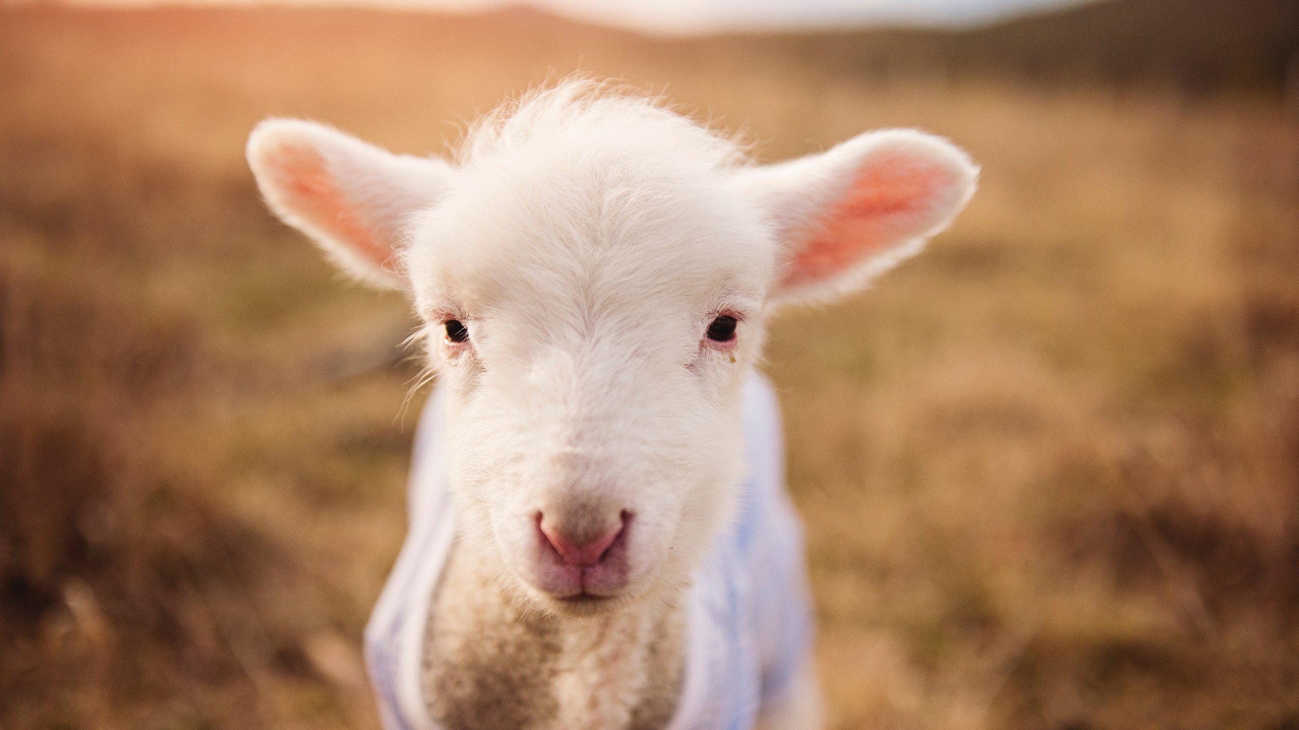 开云体育登录-唯一性之战，当加纳淘汰赛过关利物浦，卡瓦哈尔如何带队书写跨界传奇？