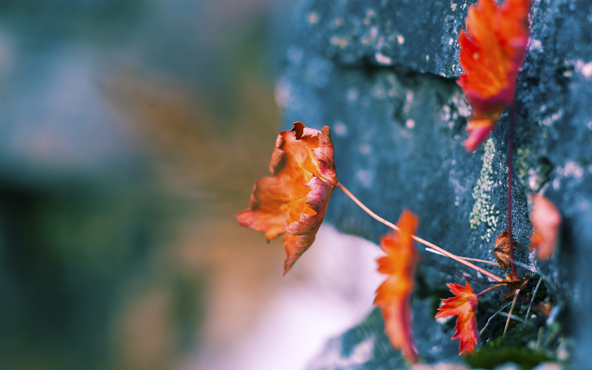 开云体育中国-史诗逆转，伊萨克接管年度焦点之战，南非掀翻爱尔兰成历史转折点