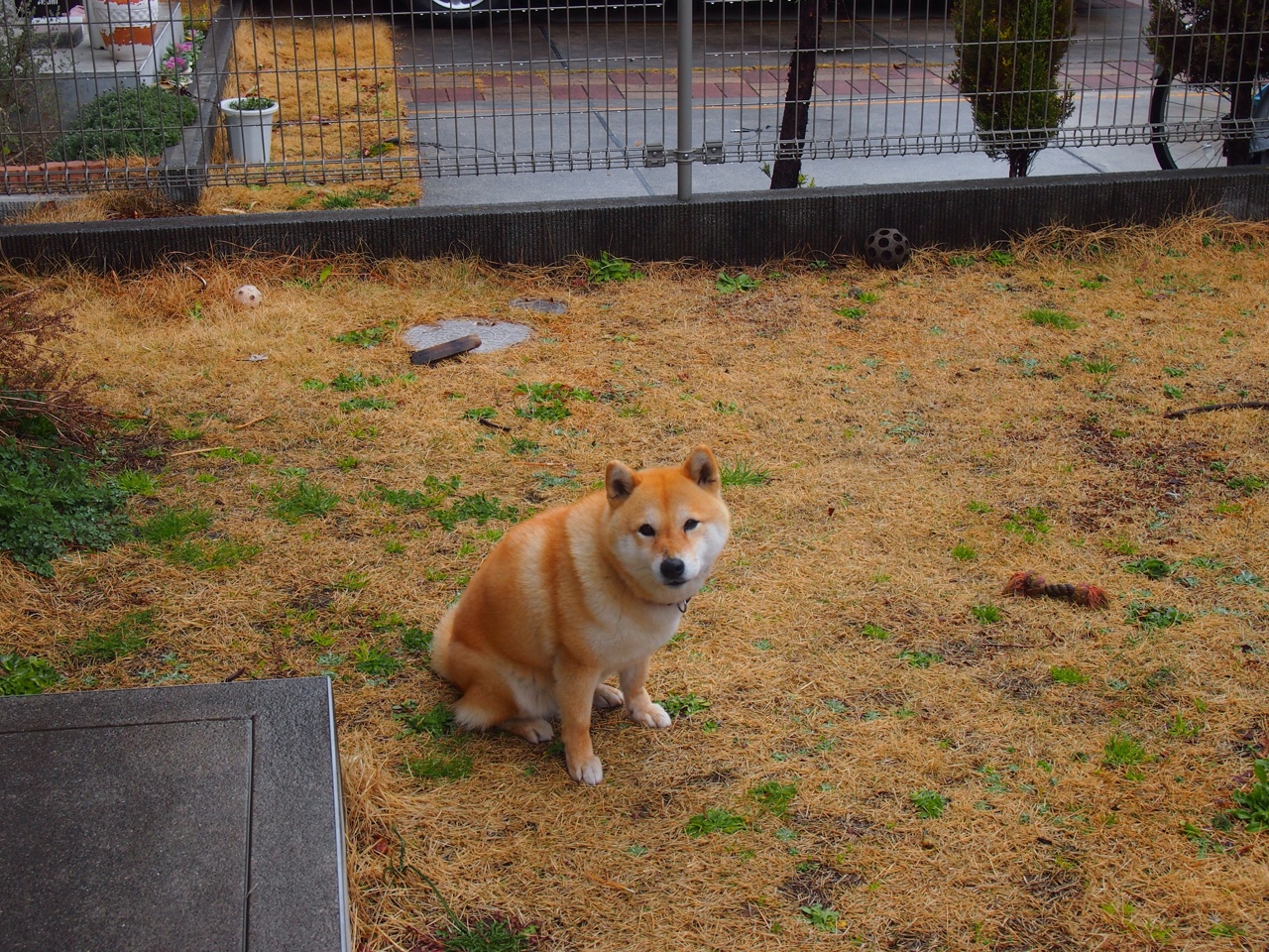 开云体育-沙漠中绽放的樱花，久保建英在多哈的生涯之夜