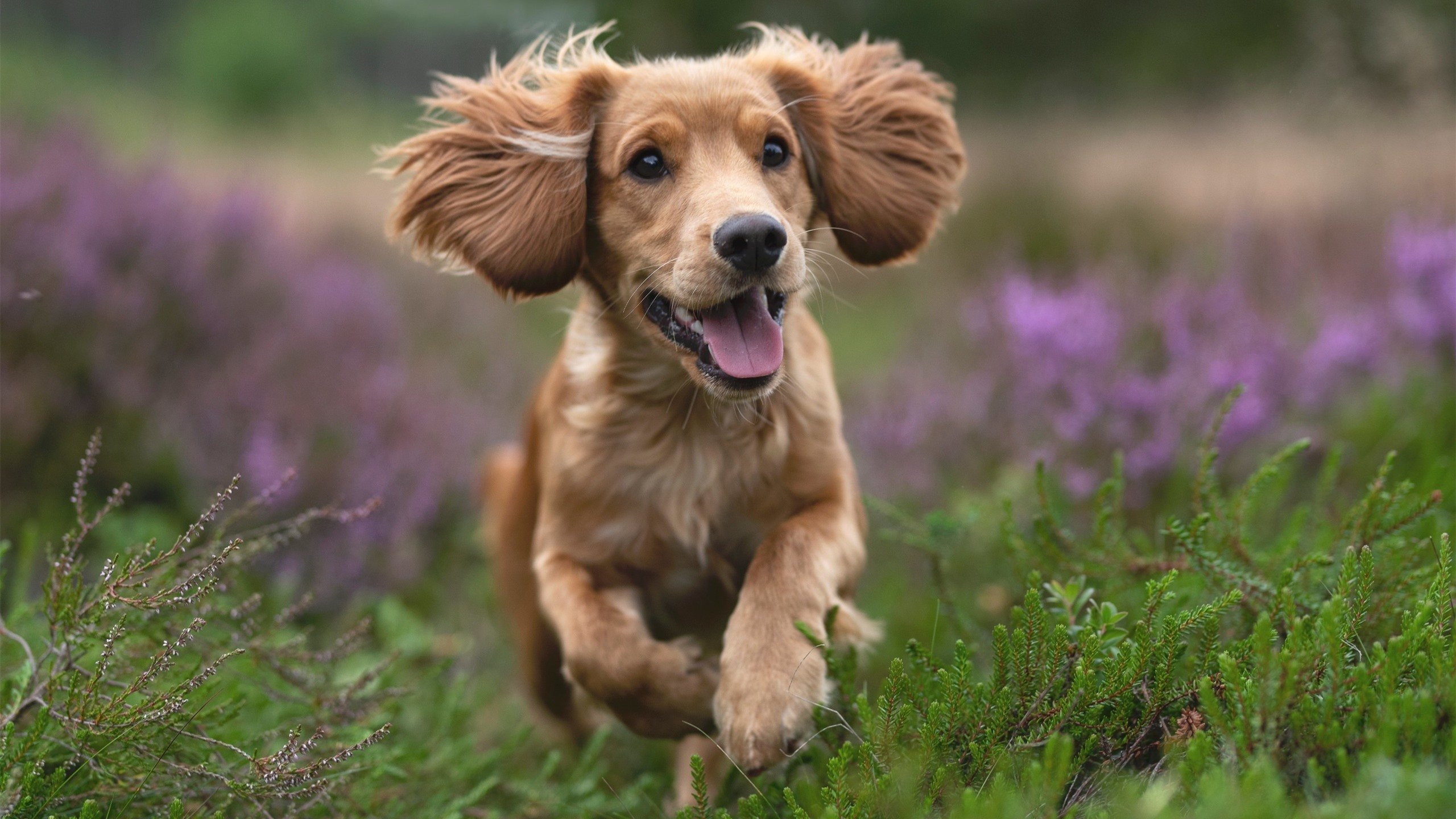 开云体育中国-铁壁意志，阿坎吉的冠军级表现如何终结德甲争冠悬念？