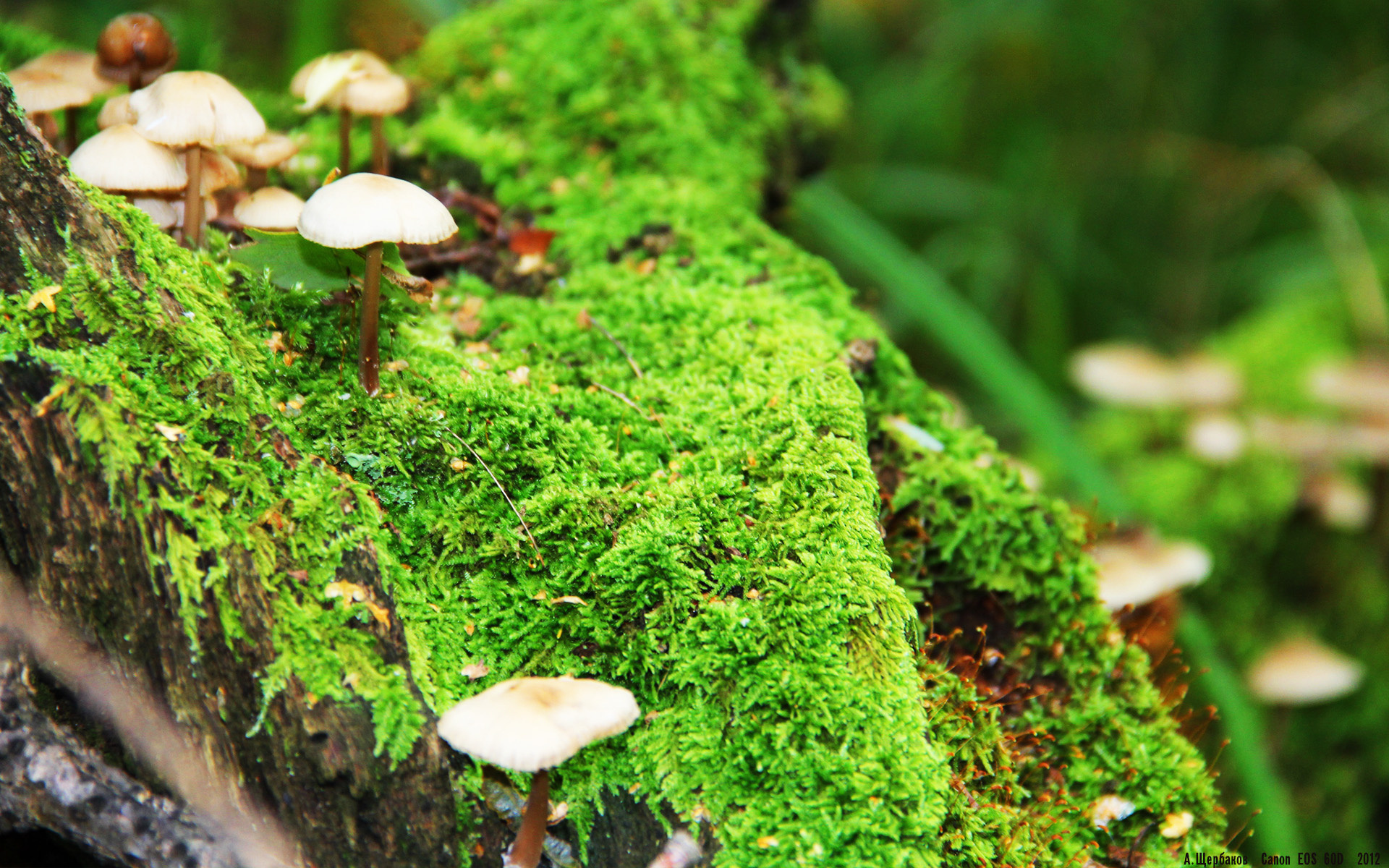 铁壁锁敌，幕后英雄！霍勒迪隐形锁链让鹈鹕窒息