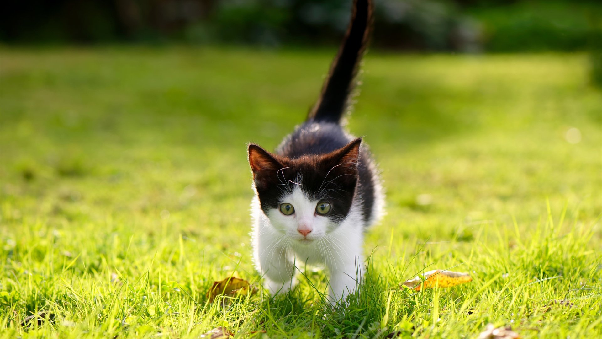 双线传奇，当篮球终场哨响，F1赛道战火燃起