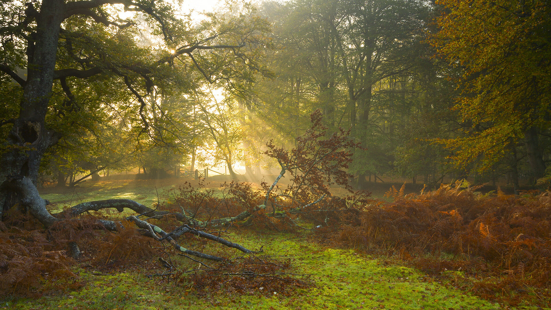 开云体育平台APP-跨界篮球奇迹，拉文攻防转换核心，广厦队完胜灰熊