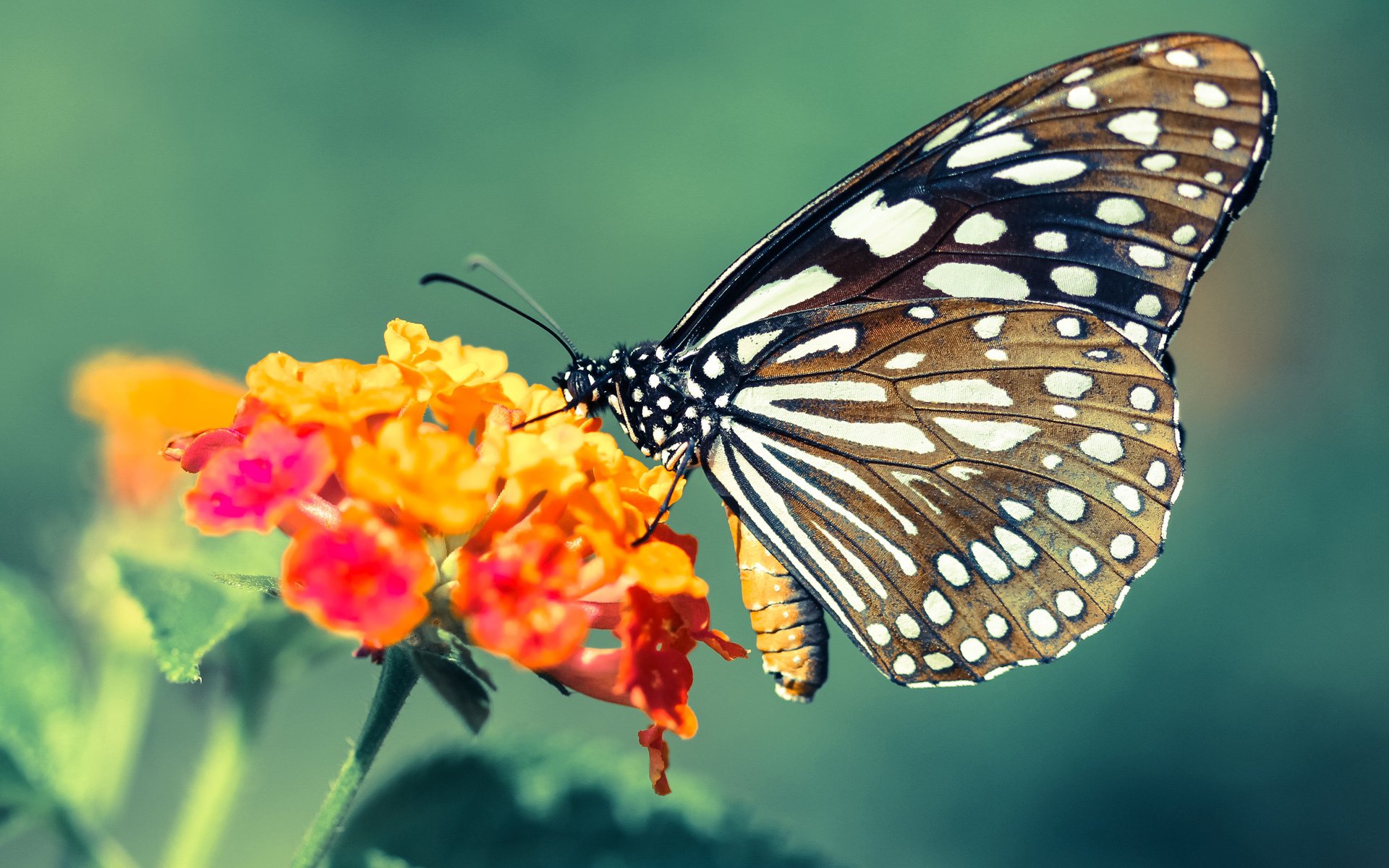 冰与火的对决，巴拉圭新星压哨绝杀，打破亚特兰大主场神话