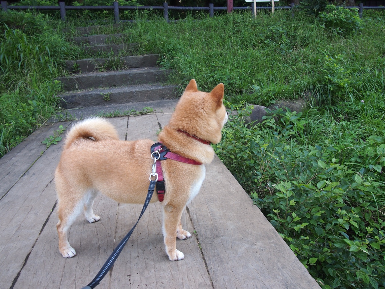 开云sport-跨越大陆的假想对决，当阿尔卑斯雄鹰遭遇沙漠之狐，久保建英如何成为胜负天平上的唯一砝码？