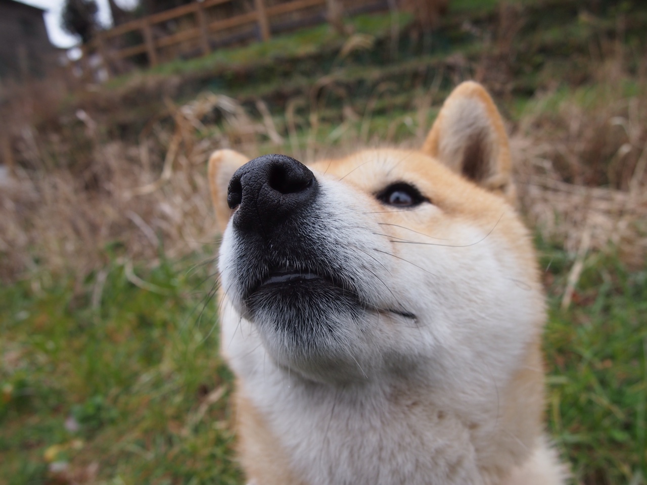 开云体育app-从0-2到3-2，若日尼奥如流星刺穿黑暗，厄瓜多尔上演美洲杯逆转绝唱