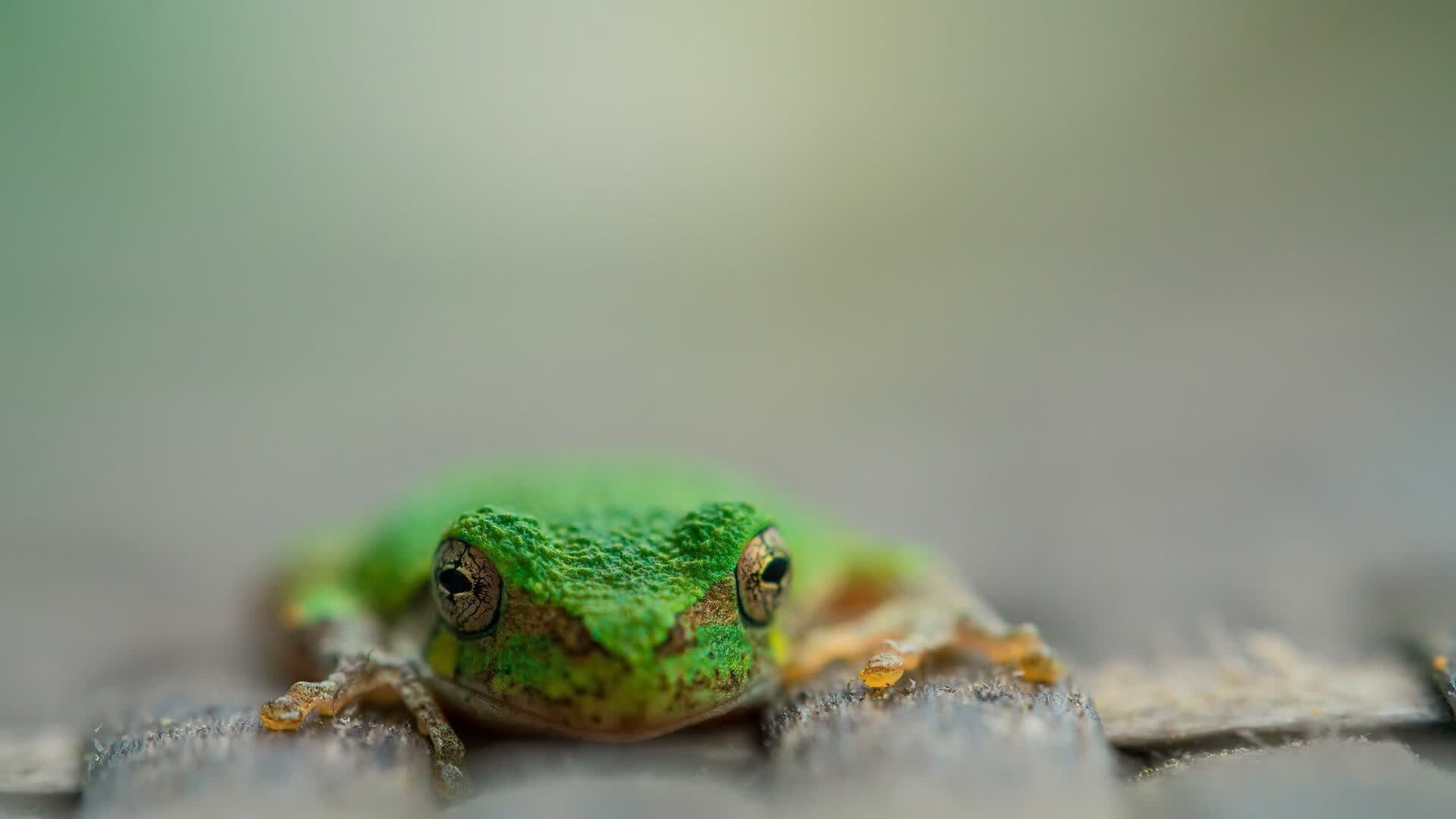 草案（扩展思维）